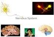 2007-2008 Nervous System Evolution of the Nervous System 2 Copyright © The McGraw-Hill Companies, Inc. Permission required for reproduction or display