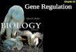 Gene Regulation Chapter 13. Gene Regulation 2 Prokaryotic Regulation:   Bacteria do not need the same enzymes and other proteins all of the time. -