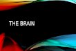 THE BRAIN. GETTING IN TOUCH WITH YOUR BRAIN The human brain weighs about 1.5kg in adults It has the consistency of firm jelly and is covered by strong,