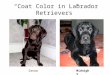 “Coat Color in Labrador Retrievers” CocoaMidnight