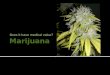 Does it have medical value?.  Marijuana is a hemp plant that grows in tropical and temperate climates.  2 types of marijuana. Cannabis sativa and Cannabis