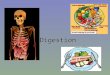 Digestion. What is digestion? Before our bodies can use the food that we eat it must first be digested. Definition of Digestion: –See if you can fill