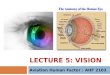 LECTURE 5: VISION Aviation Human Factor : AHF 2103
