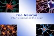The Neuron Inter-workings of the Brain. Drill #22 Draw the neuron. Label it correctly with the following parts: –Soma –Dendrites –Axon –Myelin Sheath
