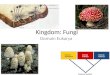 2007-2008 Domain Eubacteria Domain Archaea Domain Eukarya Common ancestor Kingdom: Fungi Domain Eukarya