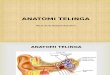 Anatomi Telinga - Mirza