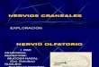 Exp. Nervios Craneales