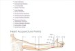 View All Acupuncture Meridian Points