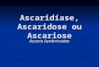 Ascaridíase, Ascaridose ou Ascariose Ascaris lumbricoides