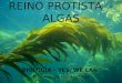 REINO PROTISTA - ALGAS BIOLOGIA – YES, WE CAN! Prof. Thiago Moraes Lima