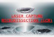LASER CAPTURE MICRODISSECTION (LCM). Microdissecção a Laser 1996 – National Cancer Institute dos EUA (Emmert-Buck MR et al, 1996) Tornou-se uma ferramenta