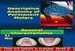 Anatomy of Peremanent Molars