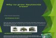 Why to Grow Paulownia Trees