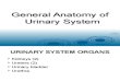 General Anatomy of Urinary System