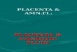 Placenta & Amniotic Fluid U/S