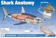 Shark Anatomy a3 Poster