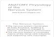 Nervous System Anatomy and Physiology Lecture