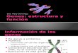 Genes Estructura y Funcion