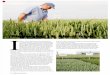 Pioneering UK wheat trials