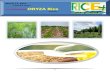17th March,2015 Daily Exclusive ORYZA Rice E_Newsletter by Riceplus Magazine
