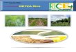 23 February,2015 Daily EXclusive ORYZA Rice E_Newsletter by Riceplus Magazine