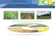 6th February,2015 Daily Exclusive ORYZA Rice E_Newsletter by Riceplus Magazine