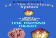 Sub 1.2 - Circulatory System_2009c