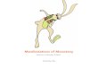 Manifestations of Monotony - Documentation Book