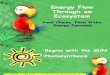 Biology II - Ecology - Ecosystem Energy Flow