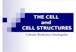 CELL and Cellular Transport Revised
