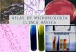 Atlas Microbiologia