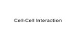 4. Cell Junctions