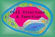 Cell Organelles (Notes)