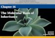 Chapter 16- molecular biology presentation