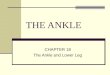 Ankle (1).ppt