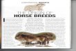 Equus April 2014 Origin of Horse Breeds