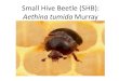 Small Hive Beetle
