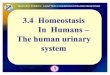 51717821 Biology Form 5 the Human Urinary System