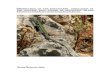 SCIBERRAS (2005)-Observation on the Endangered Population of the Maltese Wall Lizard of Selmunett Island