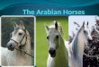 The Arabian or Arab Horses 2