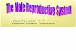 Intro Histo Male Genital