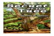 Secret Of The Tree by Dorothy M. Mitchell