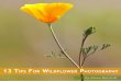 13 Tips for Wildflower Photography Steve Berardi