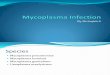 Mycoplasma Infection (1)