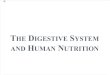 The Digestive System and Human Nutrition Continue