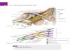 Anatomy of Upperlimb & Spinal nervers