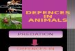 Types of Defences Insects used