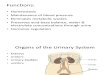 Histology - Urinary System