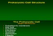 HM - Prokaryotic Cell Structure