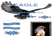 About Eagle